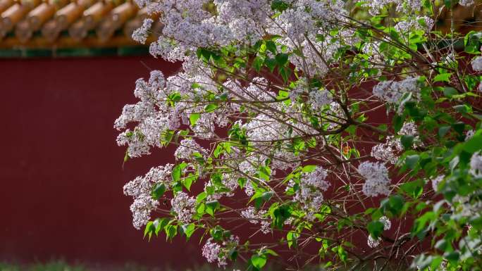 清福陵东陵红墙丁香花野花古松