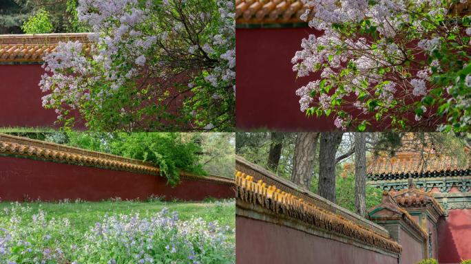 清福陵东陵红墙丁香花野花古松