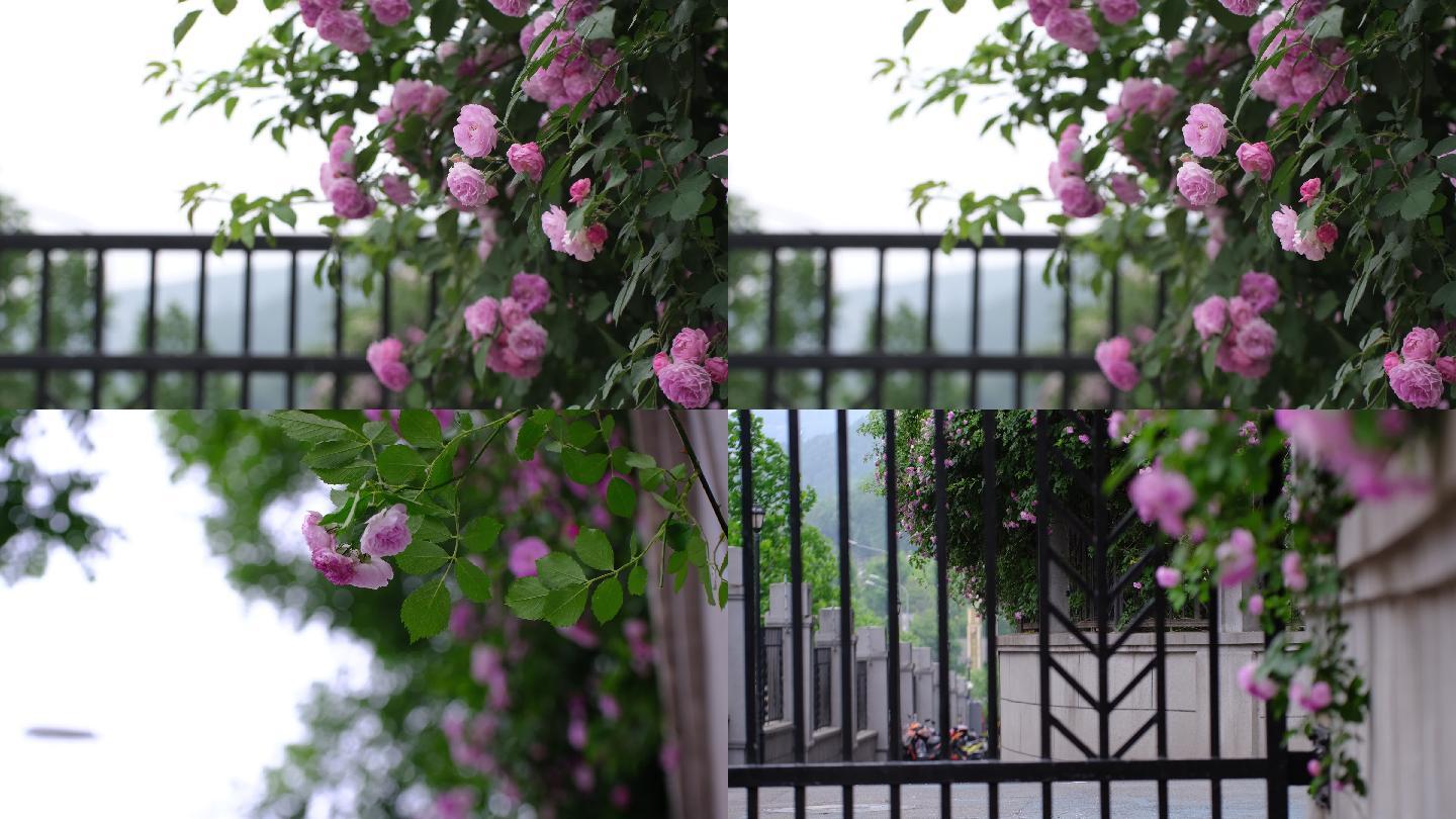 4K实拍小区楼下铁栅栏边的蔷薇花