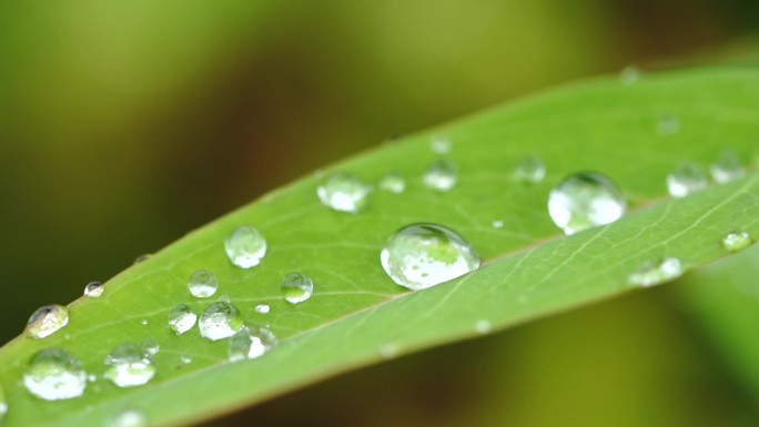 草叶上的露水 露水 晨露