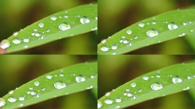 草叶上的露水 露水 晨露