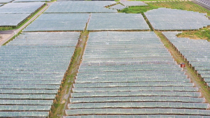 4K航拍果蔬种植基地