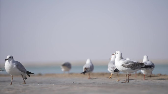 特写海鸥