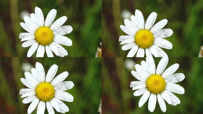 特写白色小雏菊