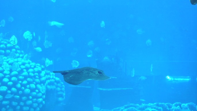 海洋公园 水下世界 各种鱼类  和谐共处