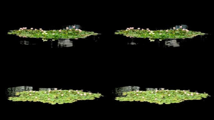 实拍素材水面荷花莲花动画带透明通道合成