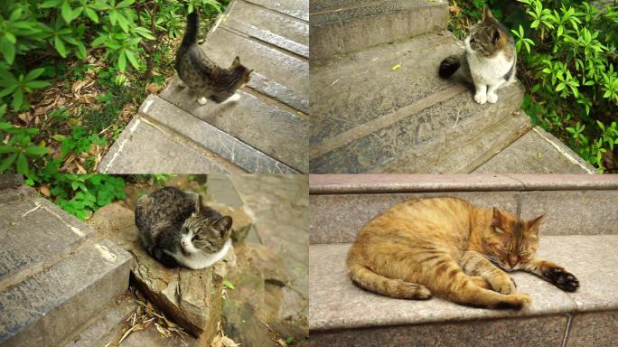 猫 夏日午后 幽静小院