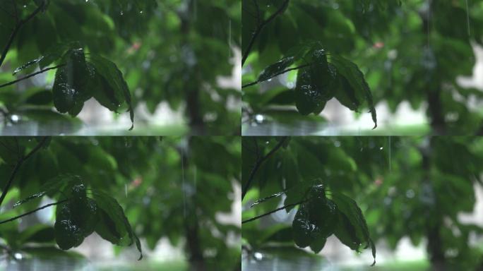 下大雨 大雨 暴雨 雷阵雨 下雨天