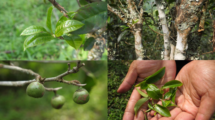 芽头 地衣 茶果 茶山生态 云南