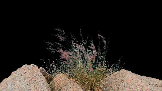 实拍素材花草动画实拍石头缝中的野草合成