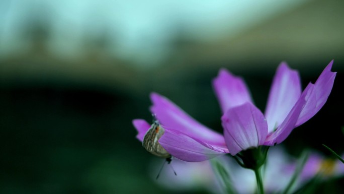 格桑花