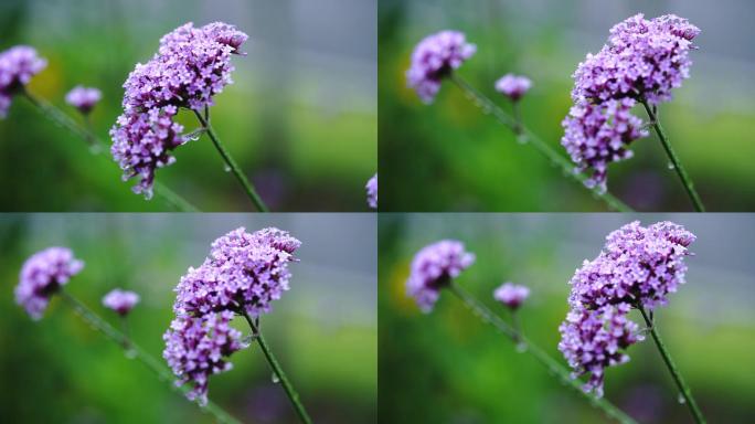 雨天紫色花朵