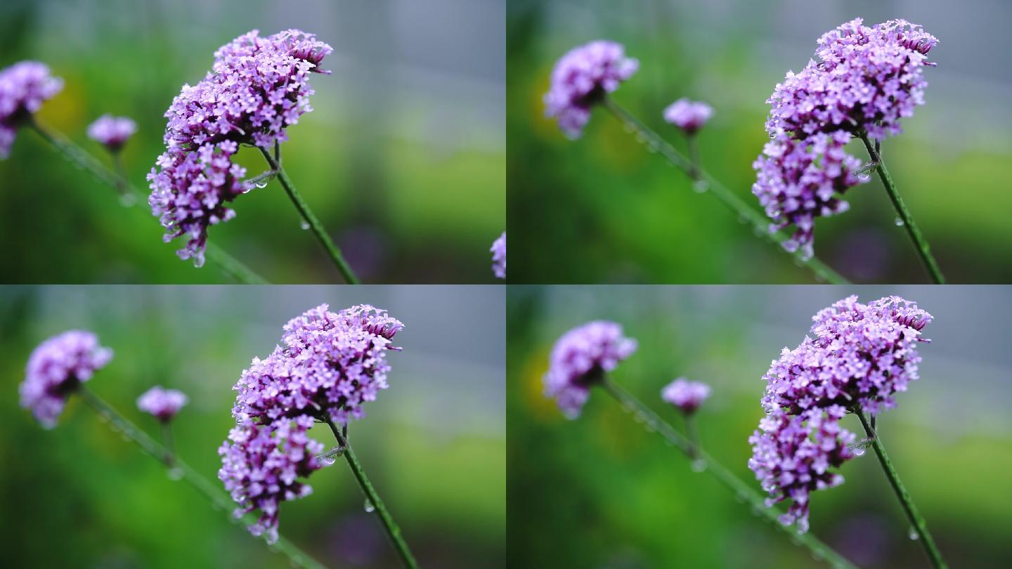 雨天紫色花朵