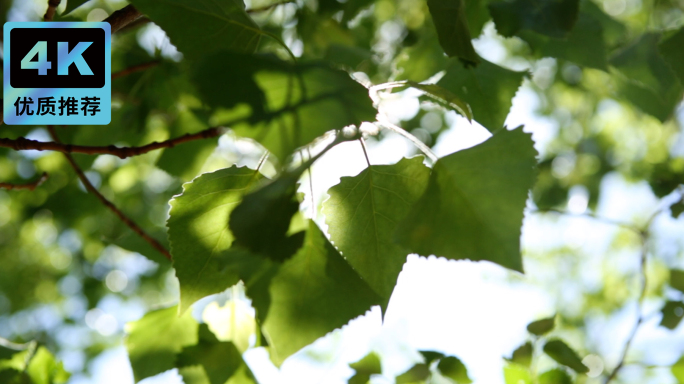阳光树叶绿植素材阳光穿过树叶 生根发芽