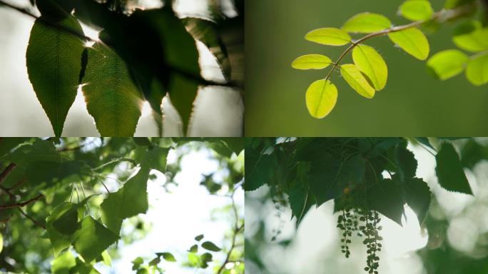 阳光树叶绿植素材阳光穿过树叶 生根发芽