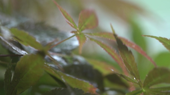 雨后植物雨水