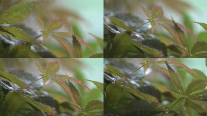 雨后植物雨水