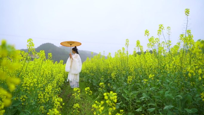 油菜花海中打着油伞的汉服小仙女画面4组