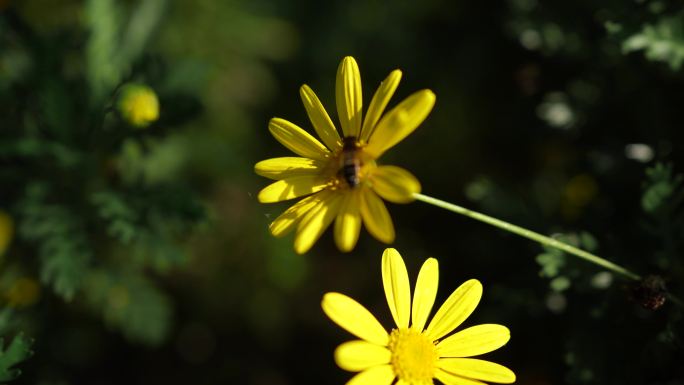 小花飞梦