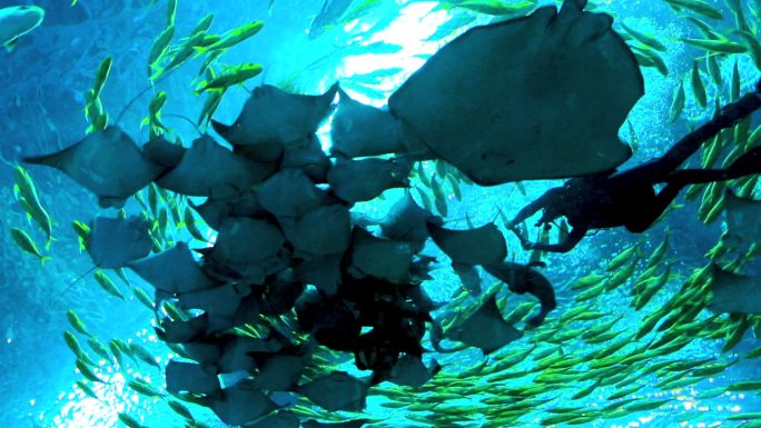 潜水员 热带鱼 蝠鲼 鲸鲨 海洋动物