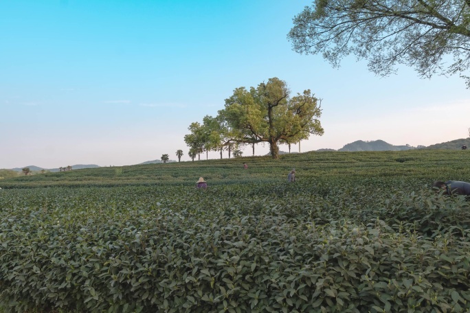 杭州龙井茶园-采茶延时