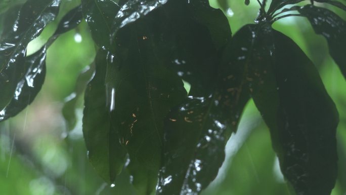 雨水 茂盛的树叶 森林 树木 大雨