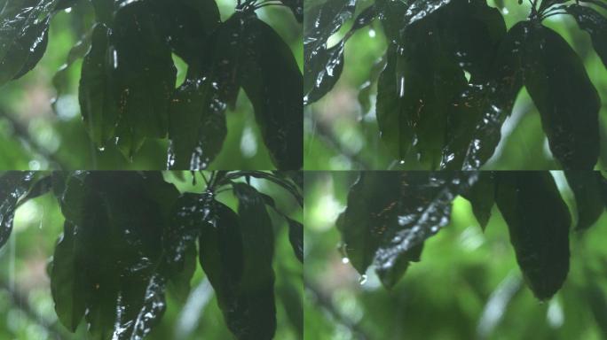 雨水 茂盛的树叶 森林 树木 大雨