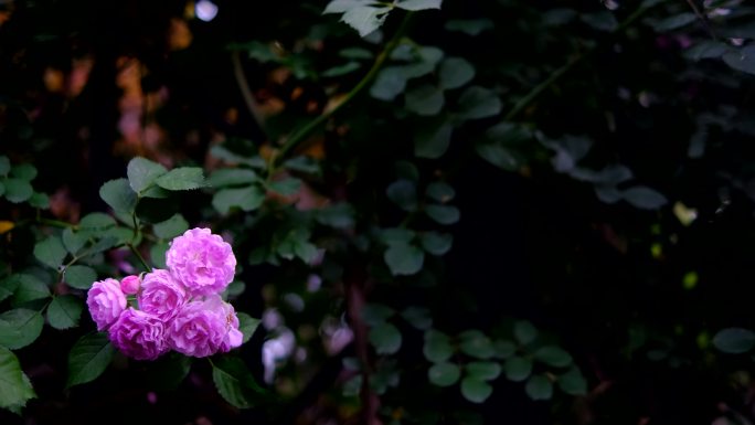 一支美丽的蔷薇花