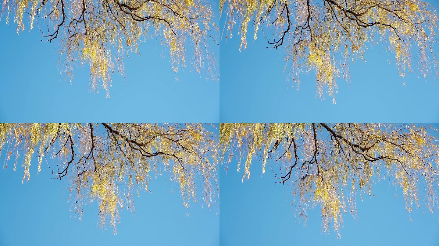 北京冬季晴朗午后未掉落的柳树叶