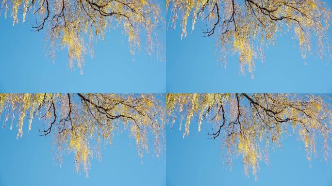 北京冬季晴朗午后未掉落的柳树叶
