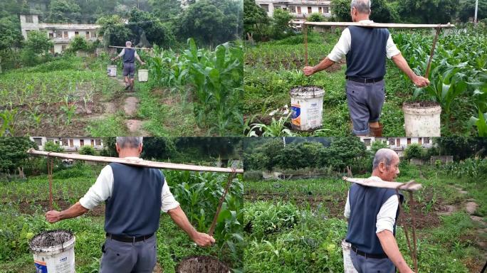 挑着水桶在田间走着的农民担水淋菜下地干活