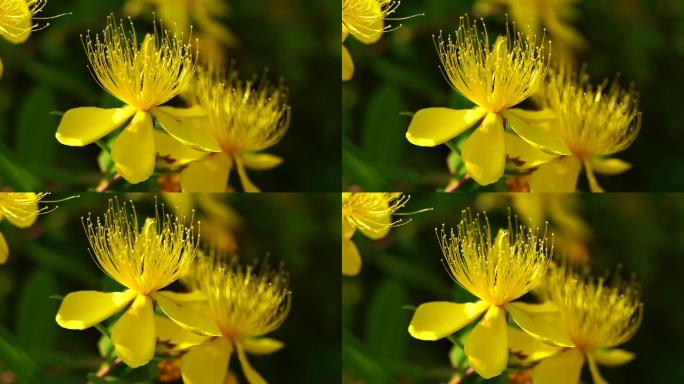 金丝桃 花卉 花蕊