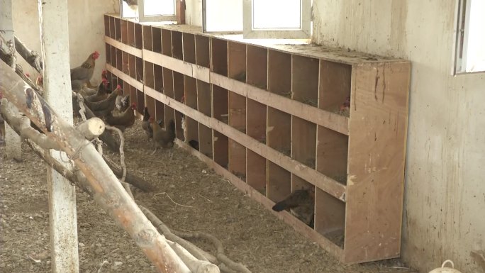 生态散养鸡鸡舍