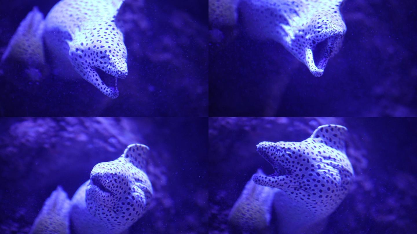 海鳗 海鳗科 海鳗属鱼类灰海鳗