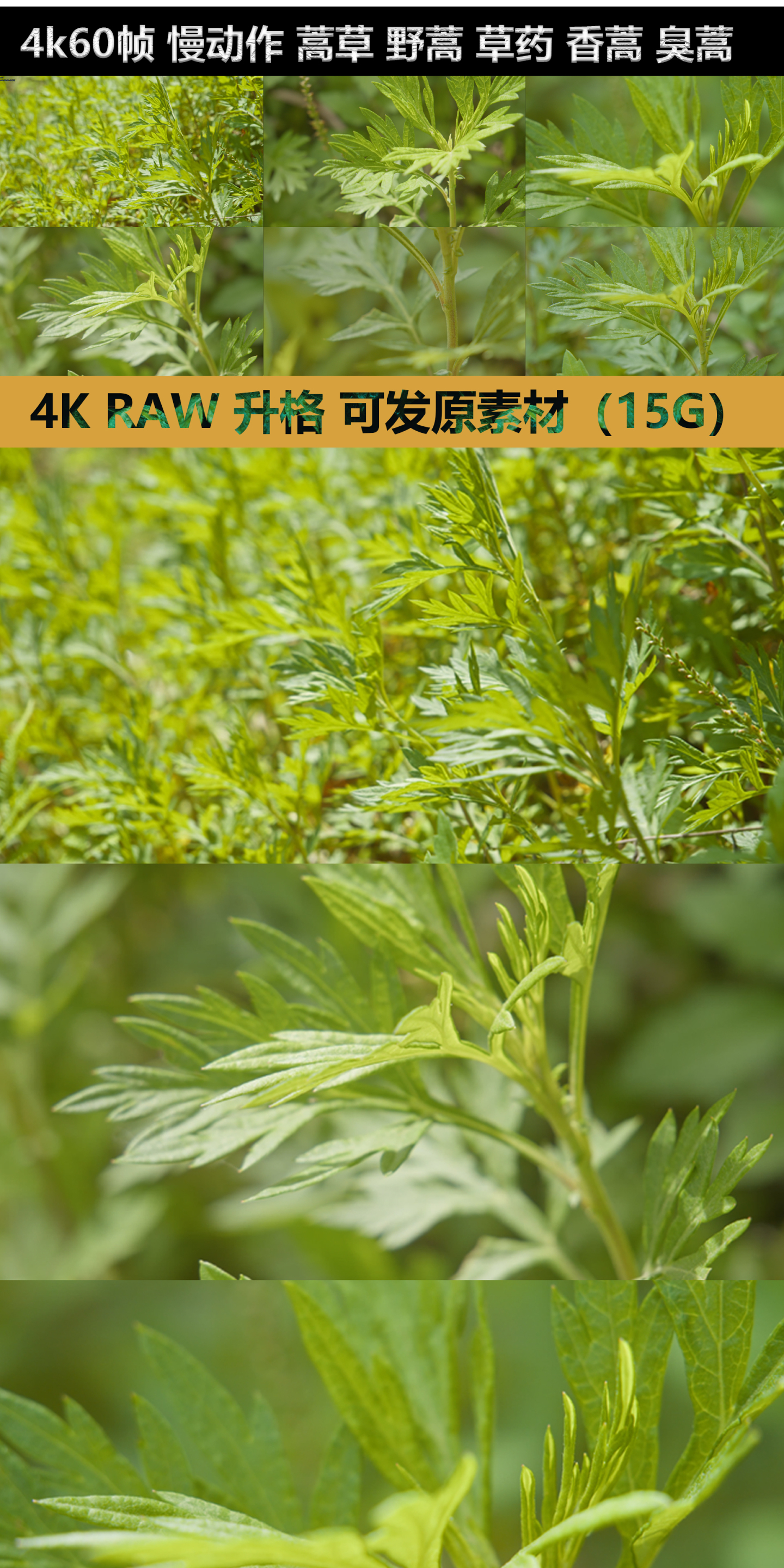 【4K60帧升格】 蒿草 野蒿 草药