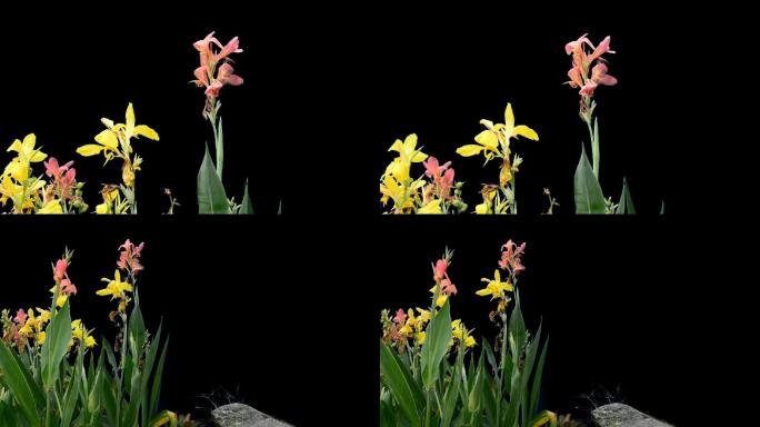 实拍素材水边花草动画实拍视频可用于合成