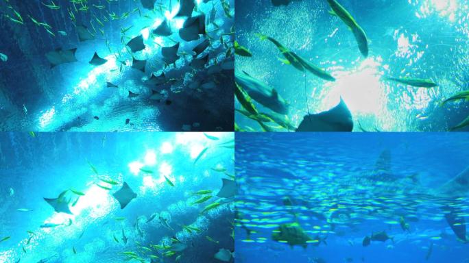 海底世界 水下景观 各种鱼类 海洋王国
