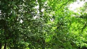 苍翠欲滴的树林 漫步人生的小路视频素材