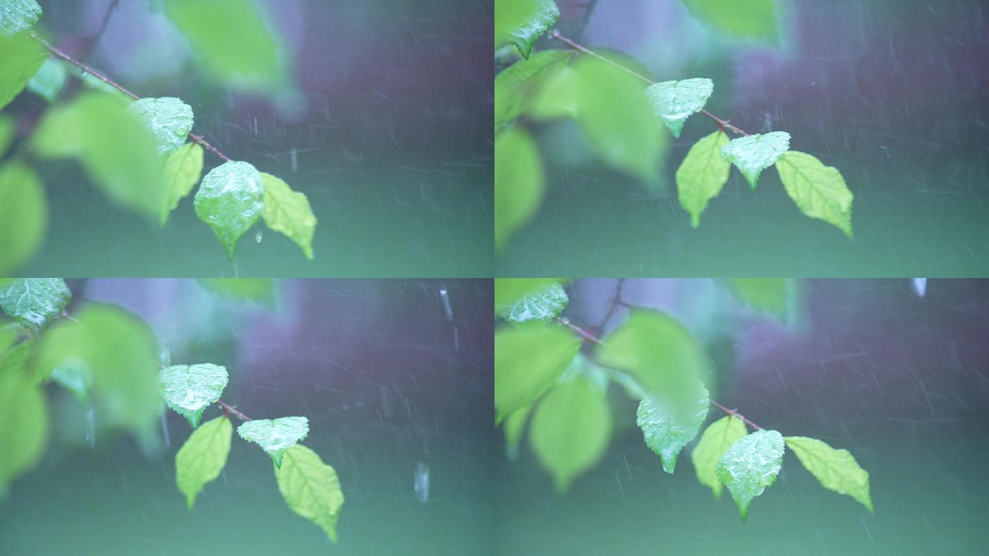 雨中树叶