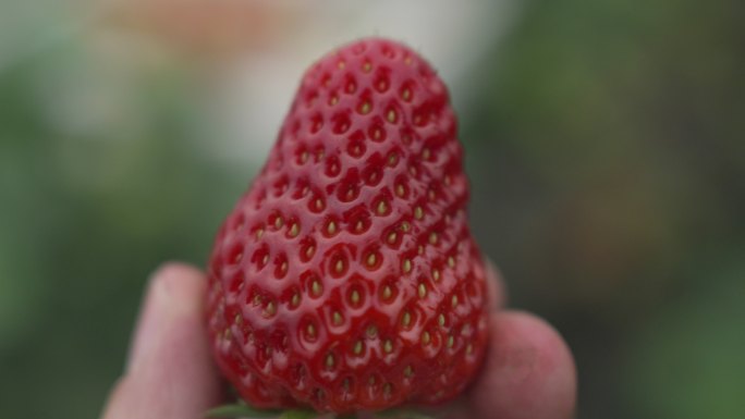 手拿草莓大特写架子草莓摘菜过程