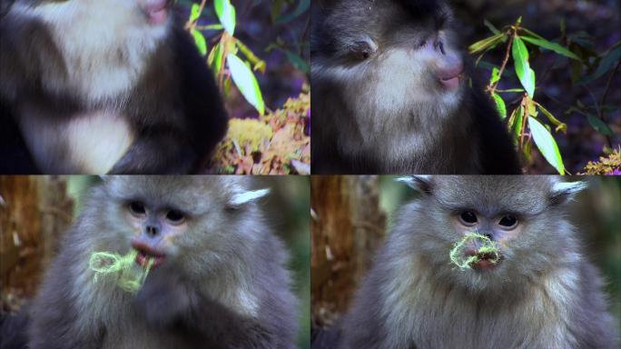 滇金丝猴进食