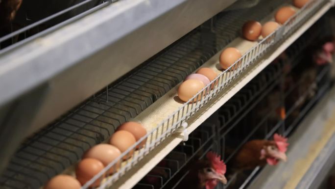 家禽养殖鸡鸡蛋养殖场科学养殖无人化管理