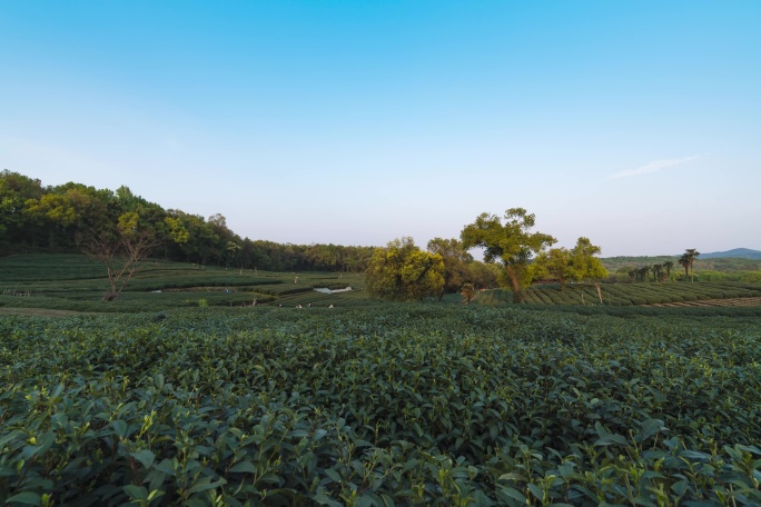 杭州西湖龙井茶园延时