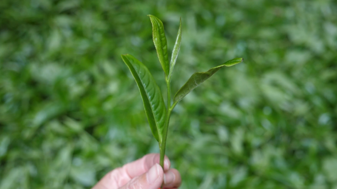 天门山 高杆 古茶树 茶山生态 云南深林