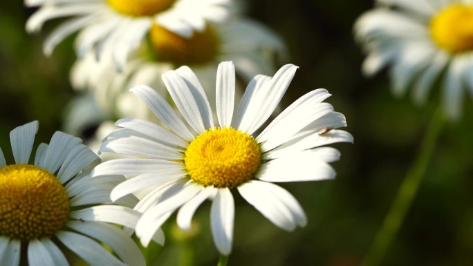 美丽绽放的白色小雏菊