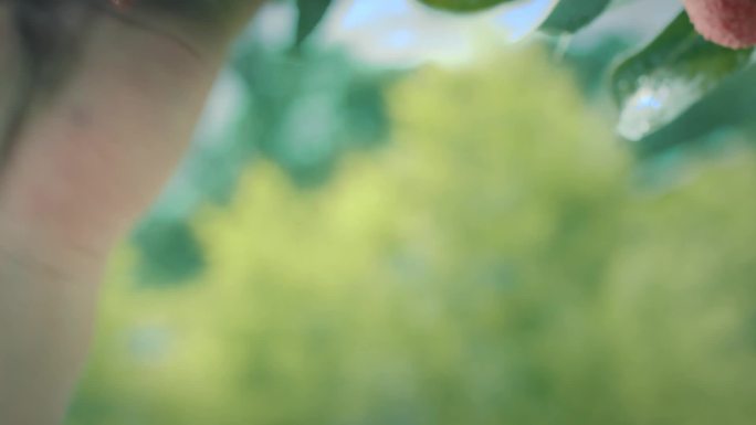 果农采摘荔枝