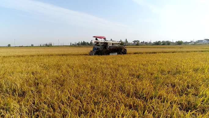 航拍新疆乌鲁木齐水稻收割工作