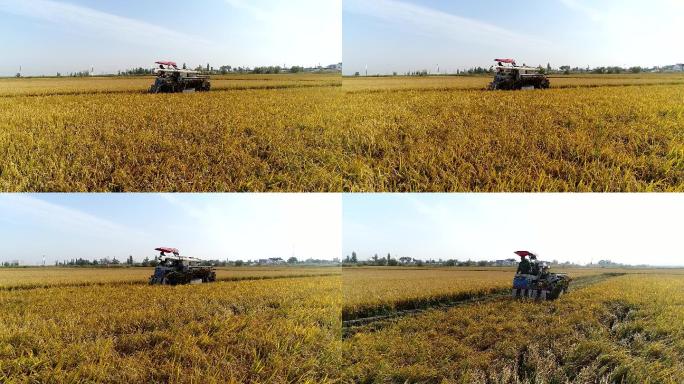 航拍新疆乌鲁木齐水稻收割工作