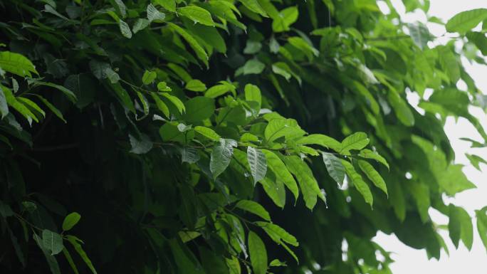 立夏夏天雨天雨后第一缕阳光绿叶植物清新