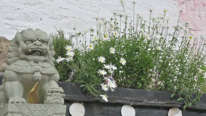 寺庙墙角白色菊花微风升格